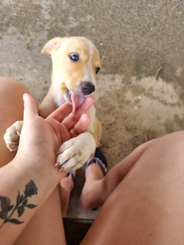 Cachorro ra a SRD-ViraLata idade 2 a 6 meses nome Filhote Macho Caramelo