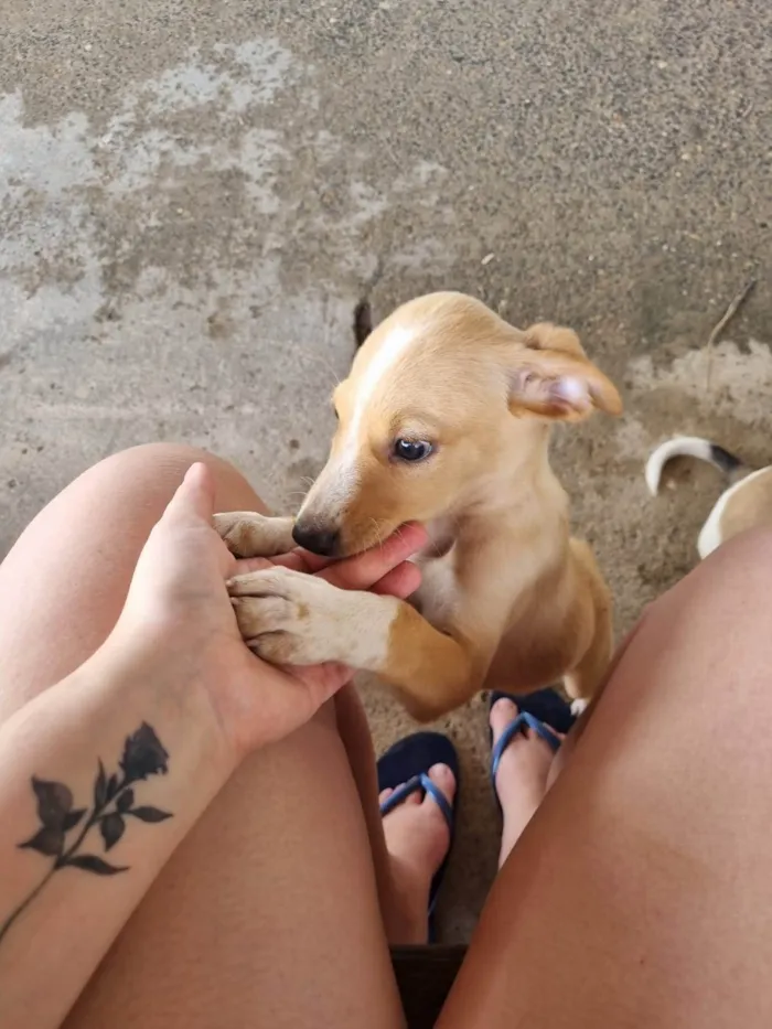 Cachorro ra a SRD-ViraLata idade 2 a 6 meses nome Filhote Macho Caramelo