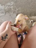 Filhote Macho Caramelo