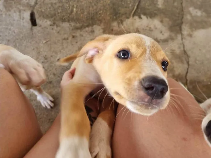 Cachorro ra a SRD-ViraLata idade 2 a 6 meses nome Filhote Macho Caramelo