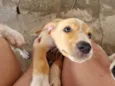 Filhote Macho Caramelo