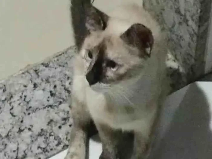 Gato ra a SRD-ViraLata idade 7 a 11 meses nome Sem nome