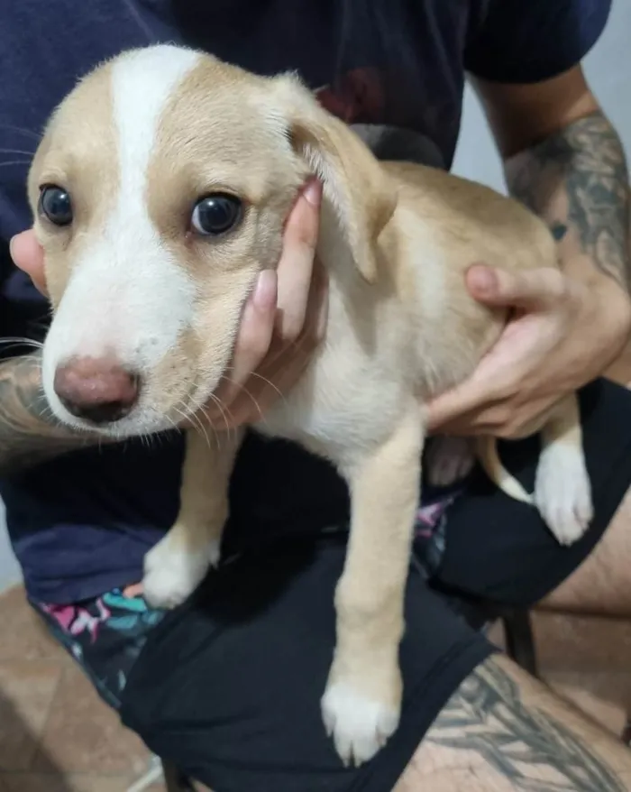 Cachorro ra a SRD-ViraLata idade 2 a 6 meses nome Filhote Macho Amarelo/Branco