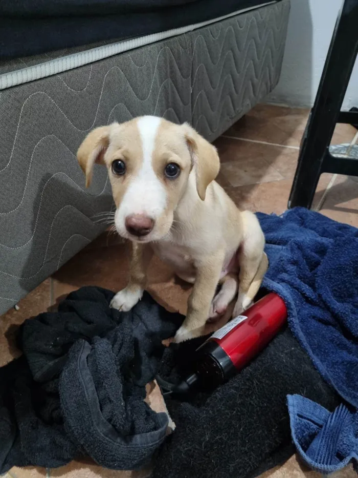 Cachorro ra a SRD-ViraLata idade 2 a 6 meses nome Filhote Macho Amarelo/Branco