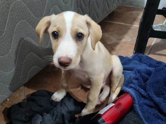 Cachorro ra a SRD-ViraLata idade 2 a 6 meses nome Filhote Macho Amarelo/Branco