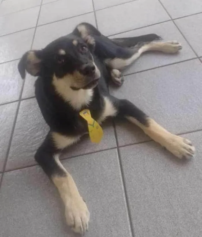 Cachorro ra a SRD-ViraLata idade 2 a 6 meses nome Baruk