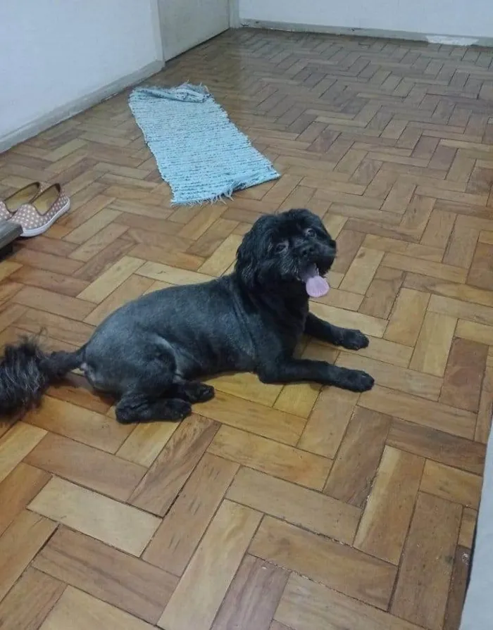 Cachorro raça Shitzu idade 4 anos nome Theo