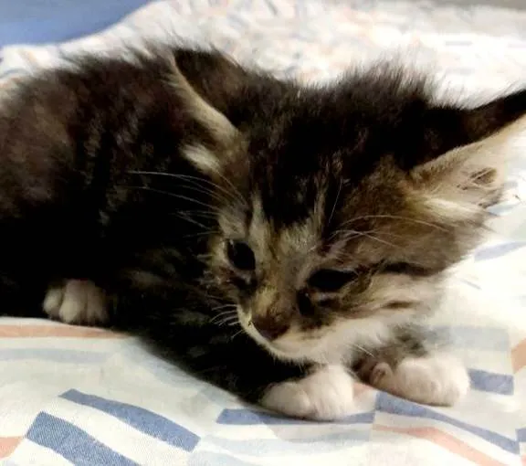 Gato ra a Sem raça  idade 2 a 6 meses nome Gatinha Femea