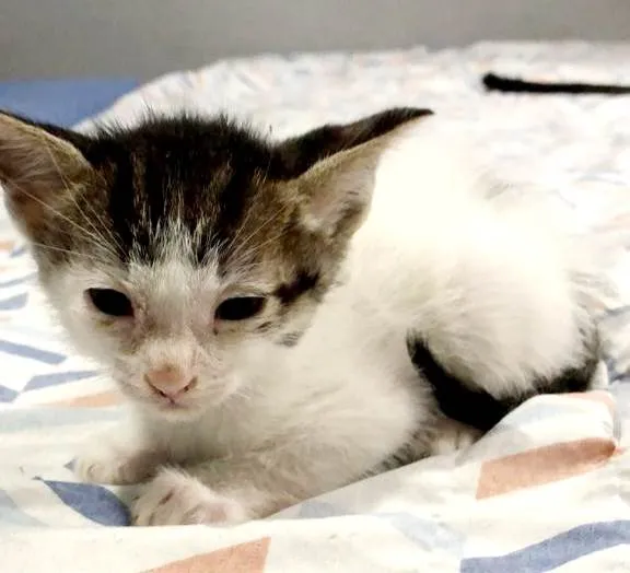 Gato ra a Gato idade 2 a 6 meses nome Gatinhos Macho