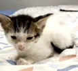 Gatinhos Macho