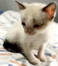 Gatinhos Macho