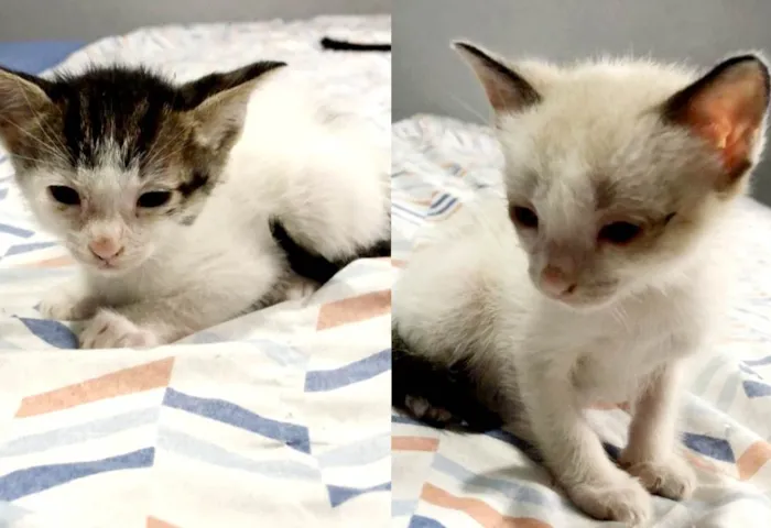 Gato ra a Gato idade 2 a 6 meses nome Gatinhos Macho