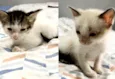 Gatinhos Macho