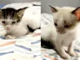 Gatinhos Macho