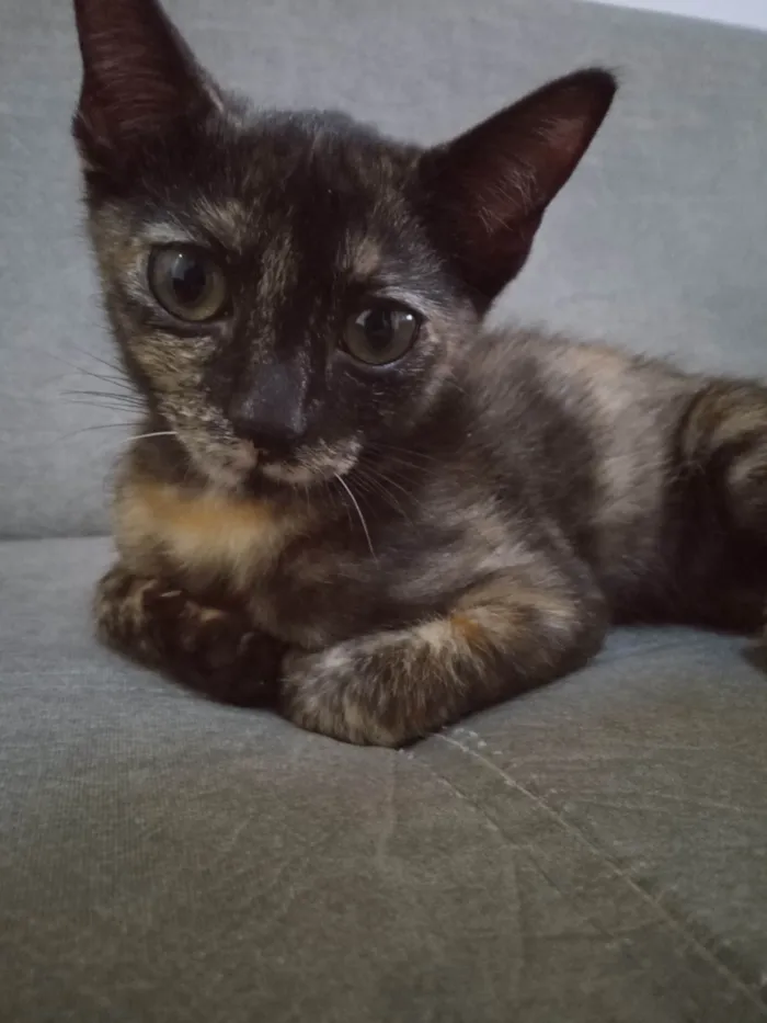 Gato raça Indefinida idade 2 a 6 meses nome Sem nome 