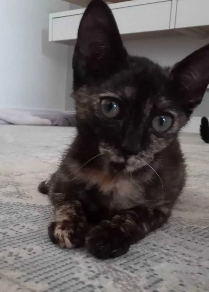 Gato raça Indefinida idade 2 a 6 meses nome Sem nome 