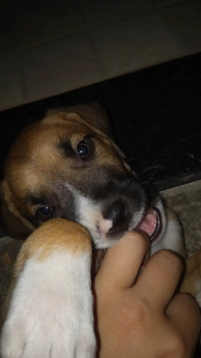 Cachorro raça  idade Abaixo de 2 meses nome zeus