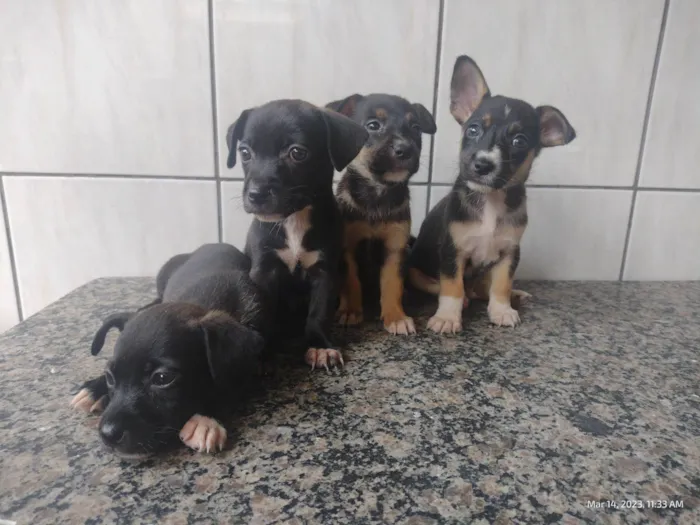 Cachorro ra a SRD-ViraLata idade Abaixo de 2 meses nome A definir