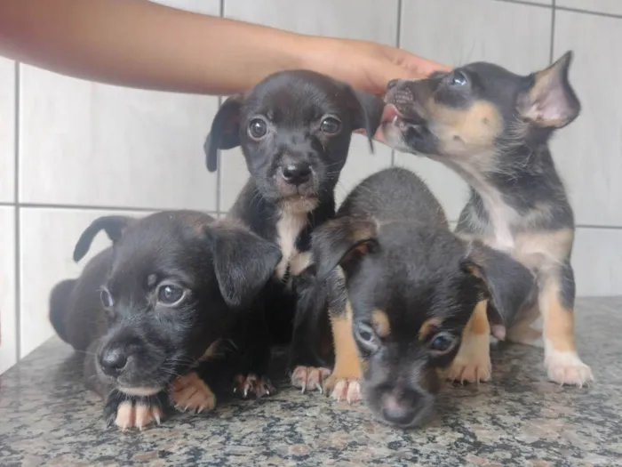 Cachorro ra a SRD-ViraLata idade Abaixo de 2 meses nome A definir