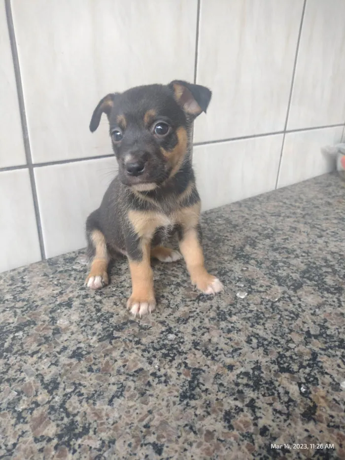 Cachorro ra a SRD-ViraLata idade Abaixo de 2 meses nome A definir