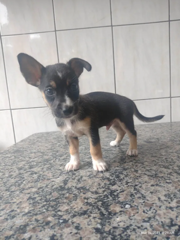 Cachorro ra a SRD-ViraLata idade Abaixo de 2 meses nome A definir