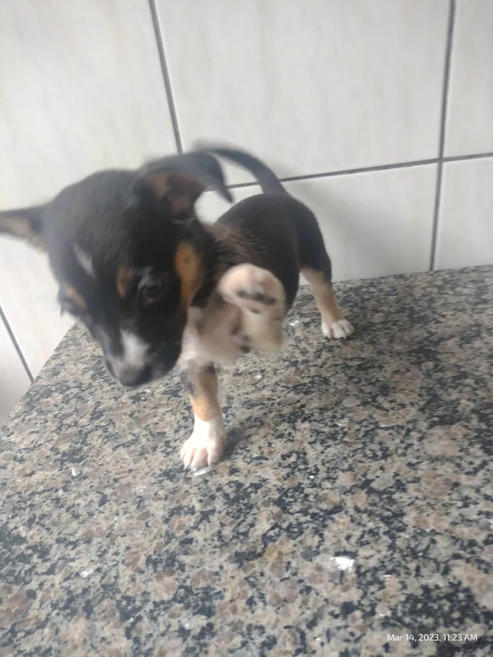Cachorro ra a SRD-ViraLata idade Abaixo de 2 meses nome A definir