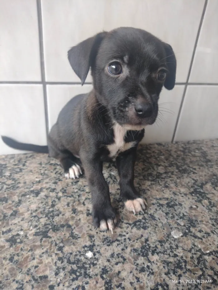 Cachorro ra a SRD-ViraLata idade Abaixo de 2 meses nome A definir
