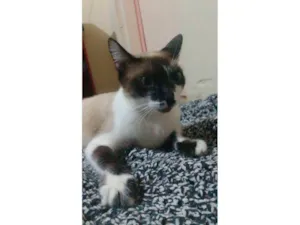 Gato raça SRD-ViraLata idade 2 anos nome Samantha