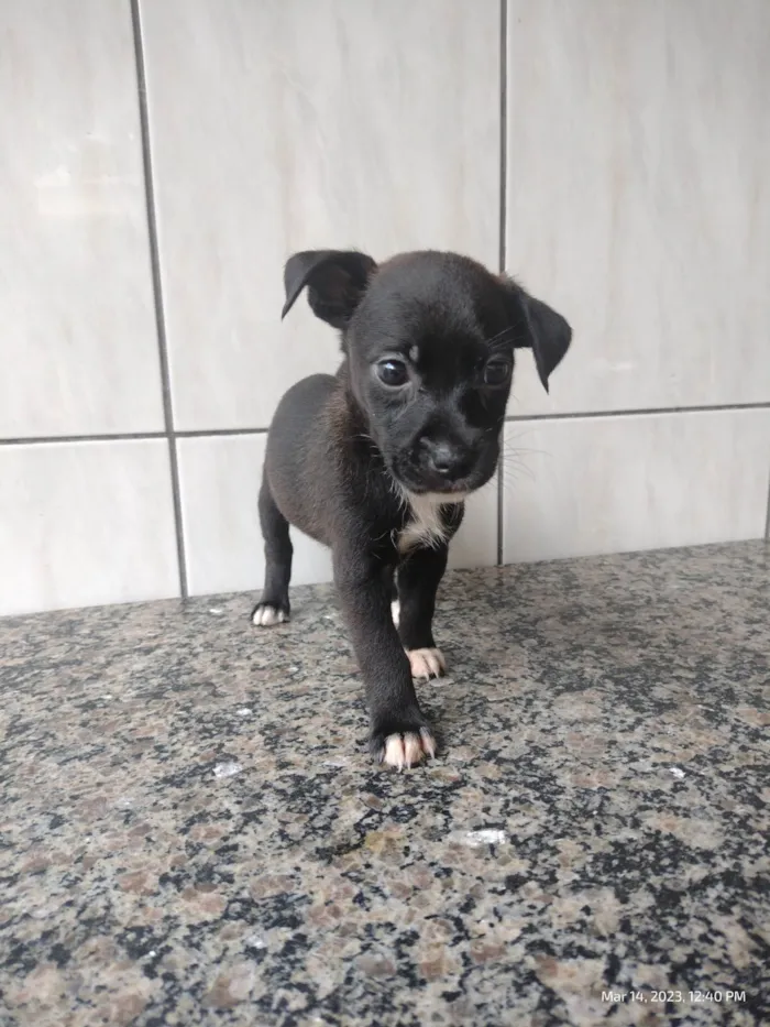 Cachorro ra a SRD-ViraLata idade Abaixo de 2 meses nome A definir