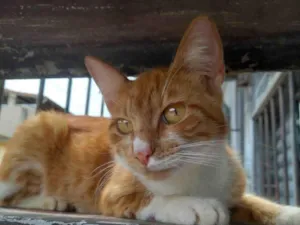 Gato raça Garfilde idade 7 a 11 meses nome Gatinho