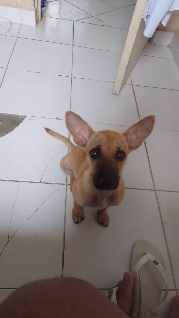 Cachorro ra a SRD-ViraLata idade 2 a 6 meses nome Yara