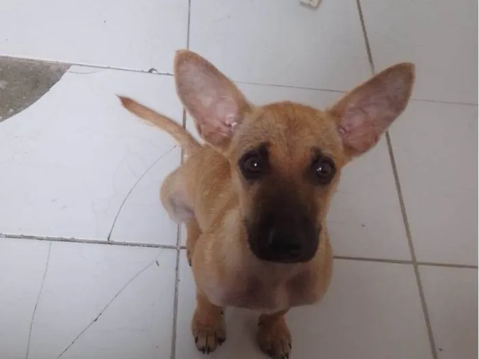 Cachorro ra a SRD-ViraLata idade 2 a 6 meses nome Yara