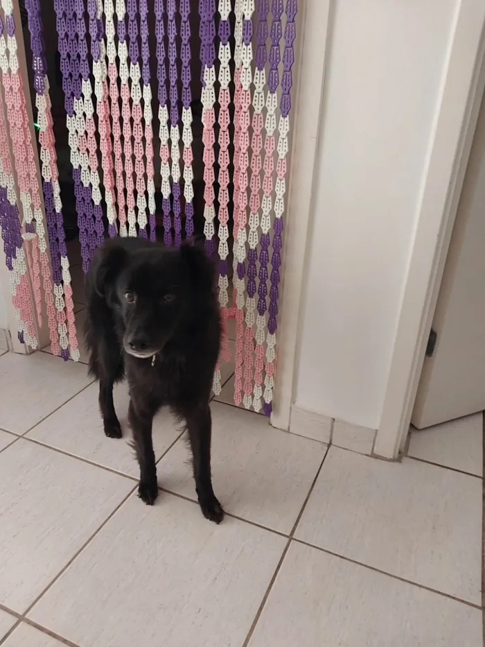 Cachorro raça SRD-ViraLata idade 3 anos nome Teodora 