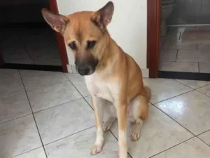 Cachorro raça SRD-ViraLata idade 2 anos nome Theodoro