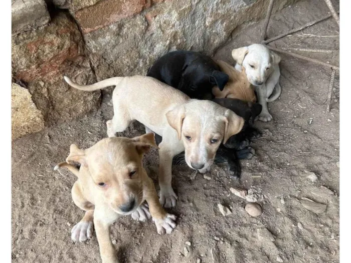 Cachorro ra a SRD-ViraLata idade Abaixo de 2 meses nome Sem nome 