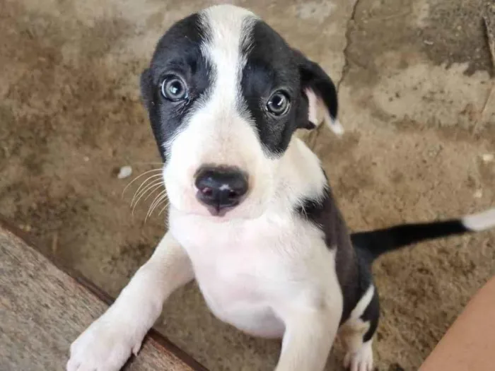 Cachorro ra a SRD-ViraLata idade 2 a 6 meses nome Filhote Fêmea Preto/Branco