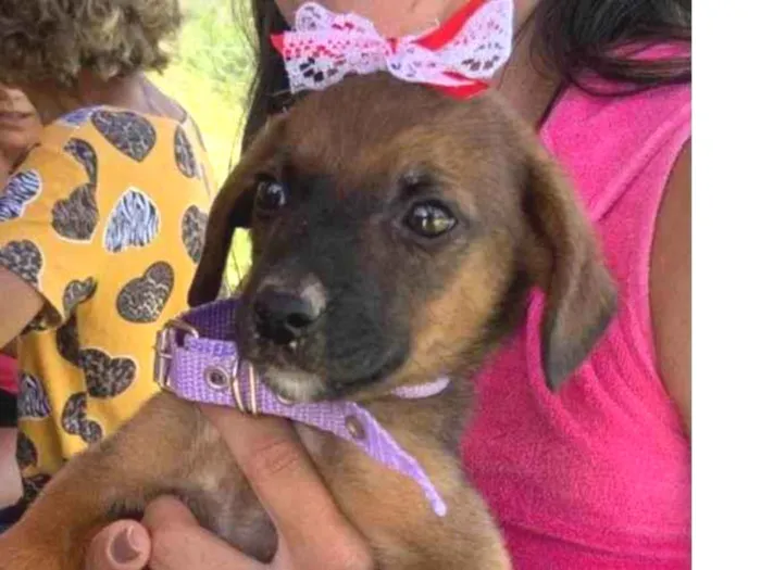 Cachorro ra a SRD-ViraLata idade 2 a 6 meses nome Marron