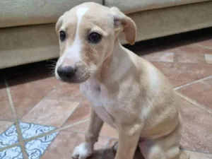 Cachorro raça SRD-ViraLata idade 2 a 6 meses nome Filhote Fêmea Amarelo/Branco