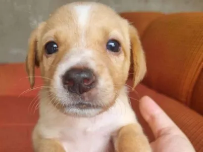 Cachorro raça SRD-ViraLata idade 2 a 6 meses nome Filhote Macho Caramelo