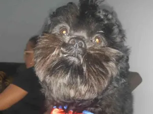 Cachorro raça Shitzu idade 4 anos nome Theo