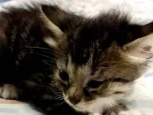 Gato raça Sem raça  idade 2 a 6 meses nome Gatinha Femea