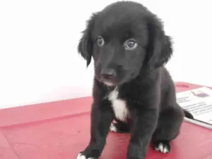 Cachorro raça SRD-ViraLata idade 2 a 6 meses nome Mathias