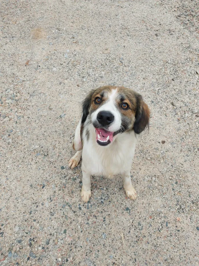 Cachorro ra a Indefinido idade 1 ano nome Sem nome