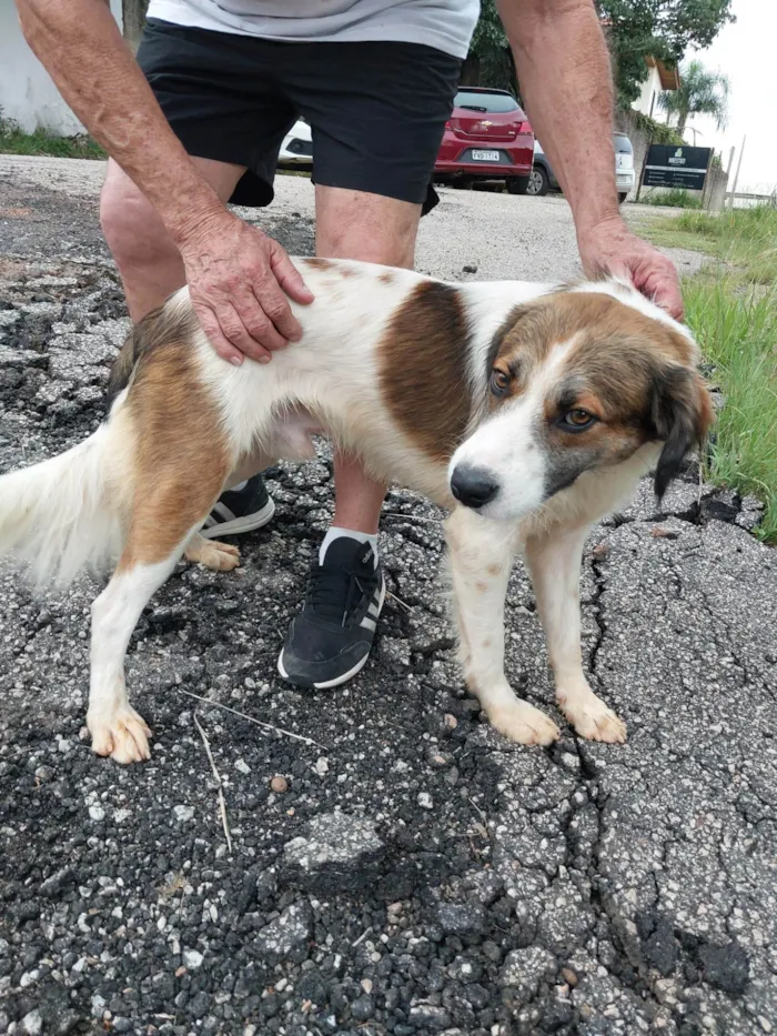 Cachorro ra a Indefinido idade 1 ano nome Sem nome