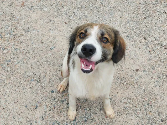 Cachorro ra a Indefinido idade 1 ano nome Sem nome