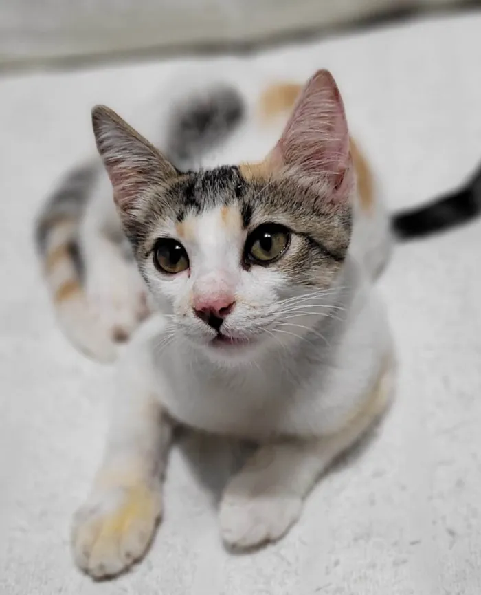 Gato ra a Sem raça definida.  idade 2 a 6 meses nome Bebezinha. 
