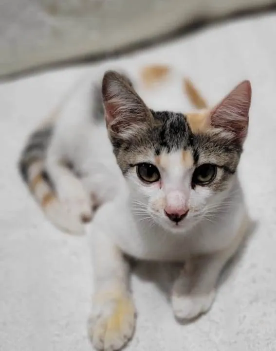 Gato ra a Sem raça definida.  idade 2 a 6 meses nome Bebezinha. 