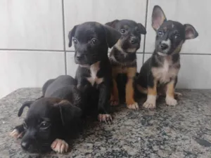 Cachorro raça SRD-ViraLata idade Abaixo de 2 meses nome A definir