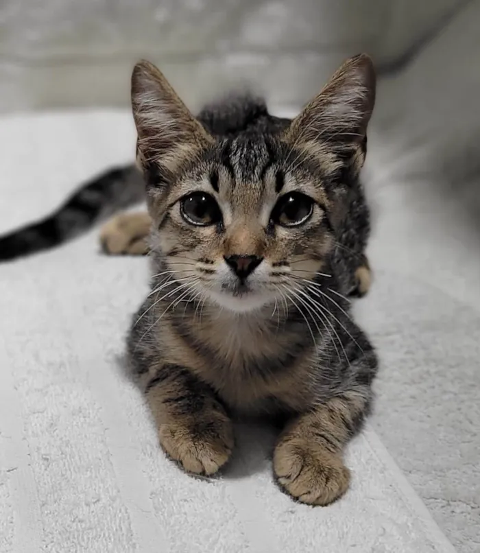 Gato ra a SRD-ViraLata idade 2 a 6 meses nome Príncipe. 