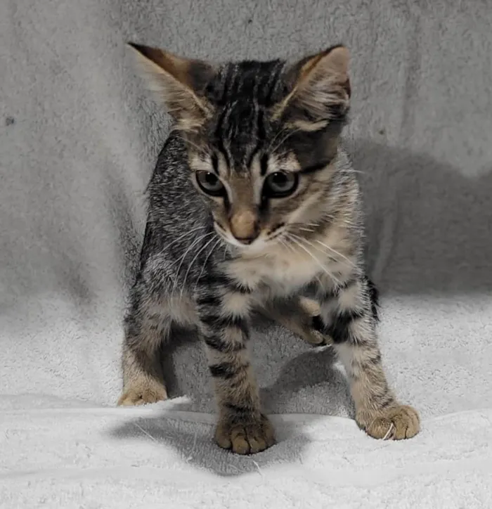 Gato ra a SRD-ViraLata idade 2 a 6 meses nome Príncipe. 